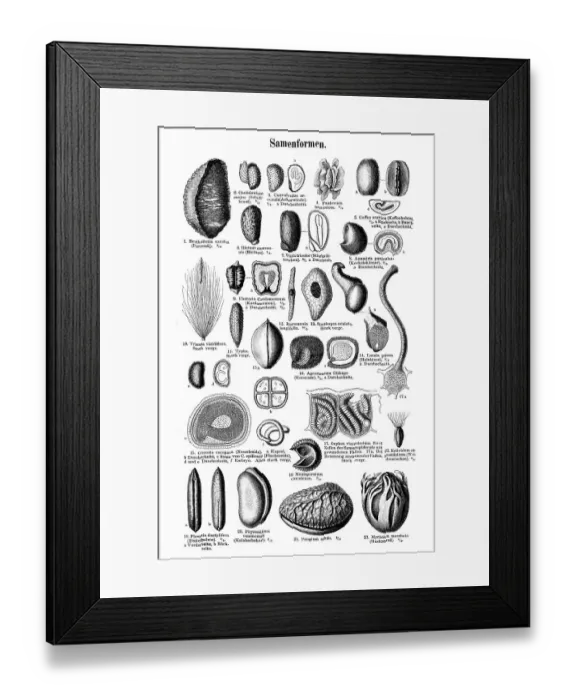 Framed Print : Seeds, historic image, Meyers Konversations-Lexikon encyclopedia Framed Print : Seeds, historic image, Meyers Konversations-Lexikon encyclopedia