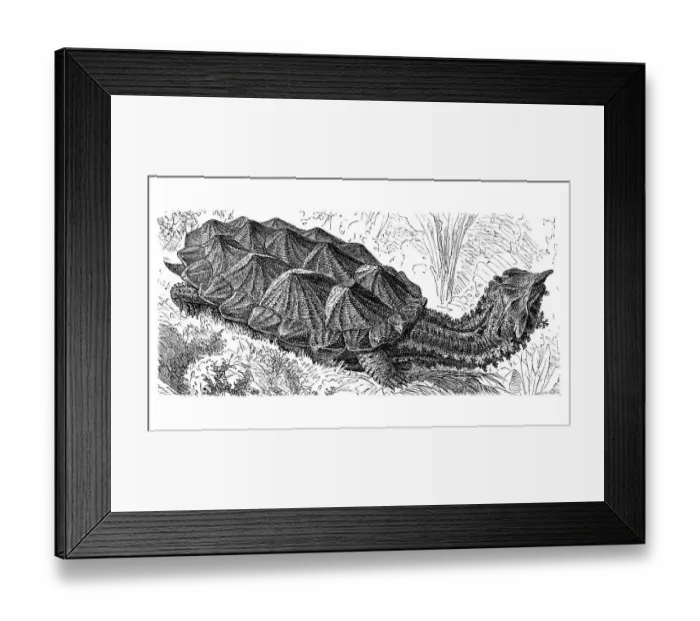 Framed Print : Matamata (Chelys fimbriata), historic image