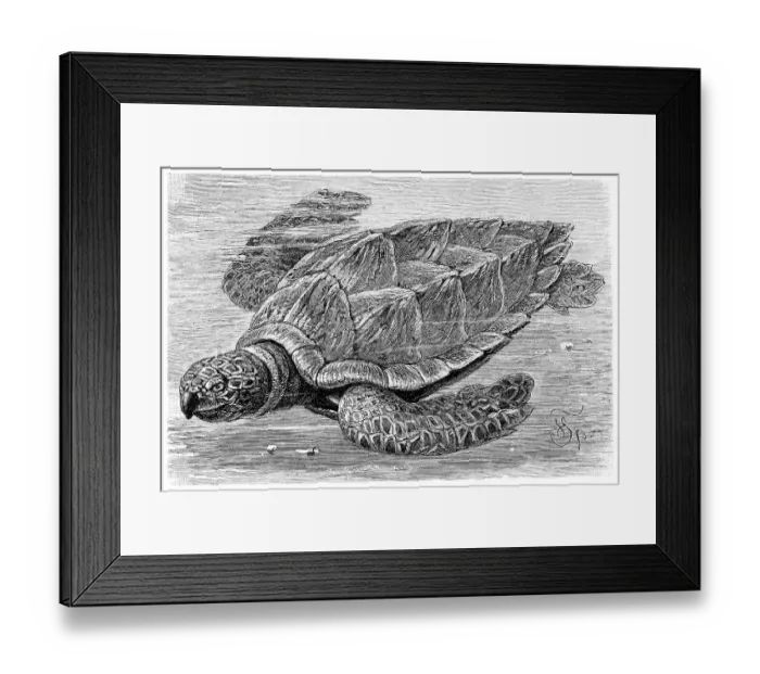 Framed Print : Hawksbill turtle (Chelone imbricata)