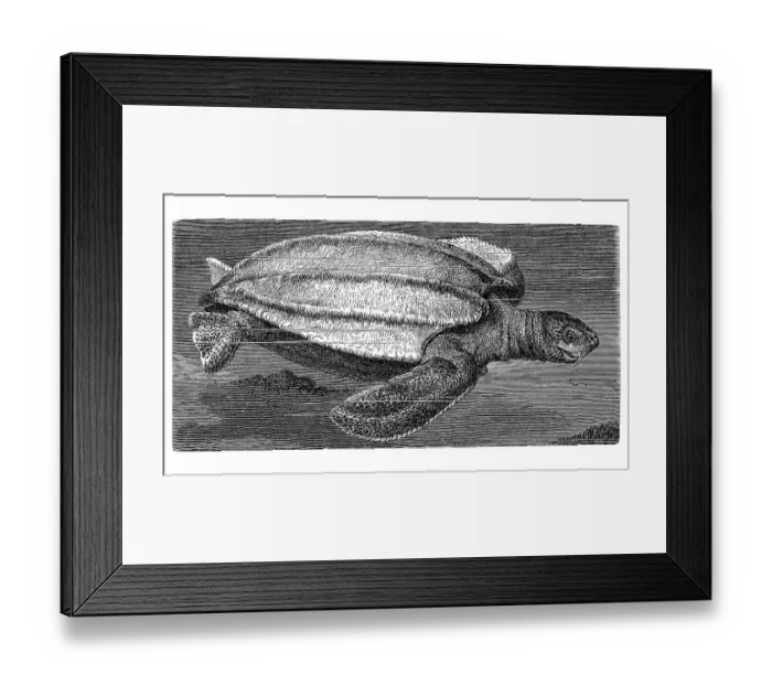 Framed Print : Leatherback sea turtle (Dermatochelys coriacea) Framed Print : Leatherback sea turtle (Dermatochelys coriacea)