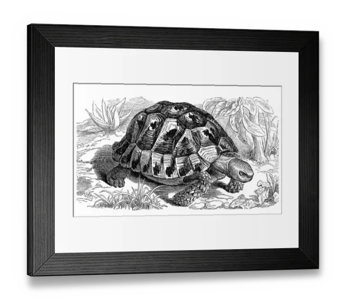Framed Print : Spur-thighed tortoise (Testudo graeca)