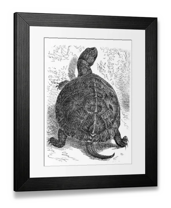 Framed Print : European pond turtle (Cistudo lutaria)