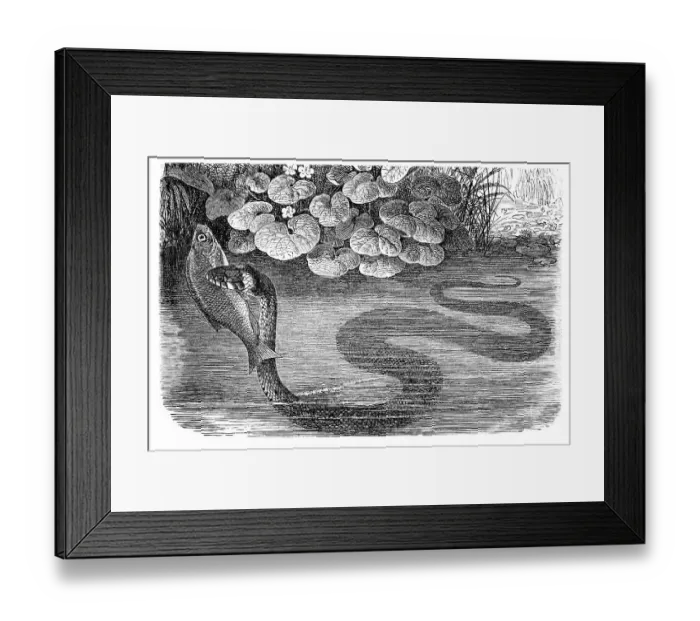 Framed Print : Grass snake (Tropidonotus natrix) Framed Print : Grass snake (Tropidonotus natrix)