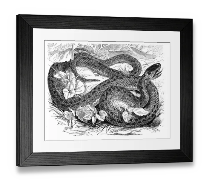 Framed Print : Southern smooth snake (Coronella laevis) Framed Print : Southern smooth snake (Coronella laevis)