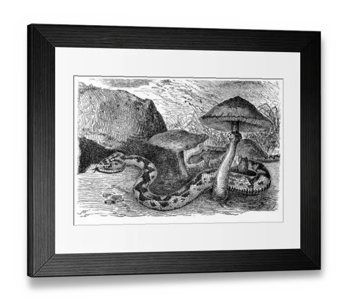 Framed Print : Common European viper (Pelias berus) Framed Print : Common European viper (Pelias berus)