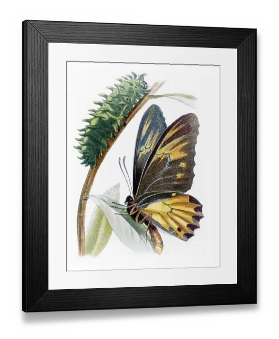 Framed Print : Amphrisus (Ornithoptera amphrisus) with caterpillar Framed Print : Amphrisus (Ornithoptera amphrisus) with caterpillar
