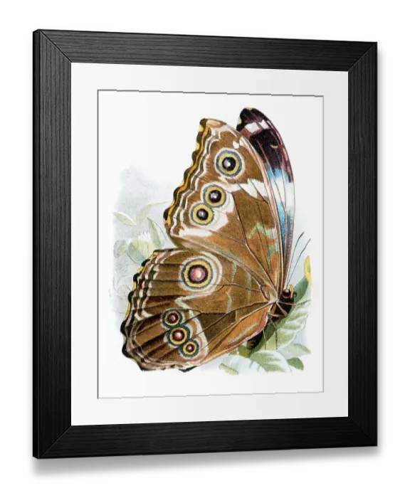 Framed Print : Morpho neoptolemus (Morpho neoptolemus)
