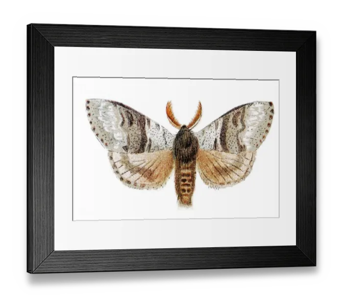 Framed Print : Pale tussock (Dasychira pudibunda)