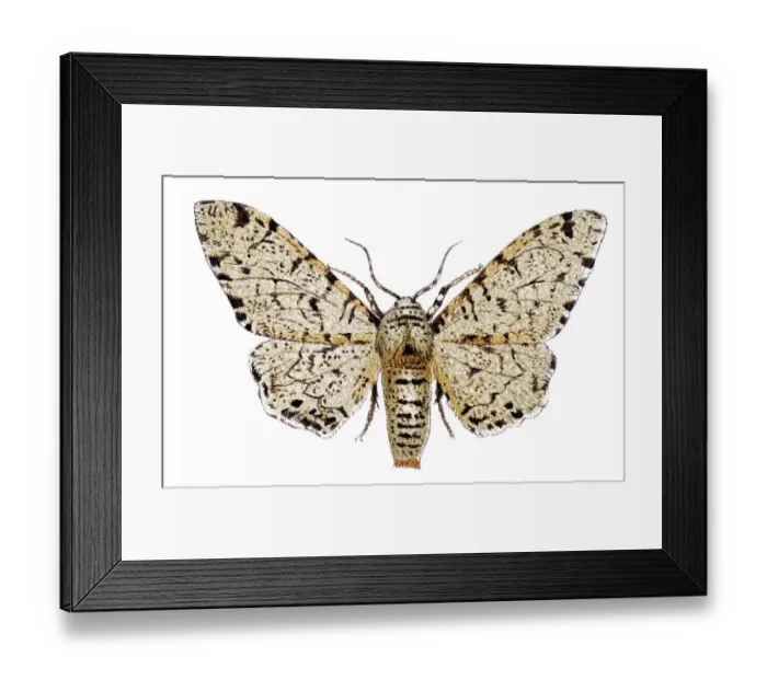 Framed Print : Peppered moth (Amphydasis betularia) Framed Print : Peppered moth (Amphydasis betularia)