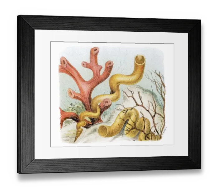 Framed Print : Grand vermets (Vermetus gigas)