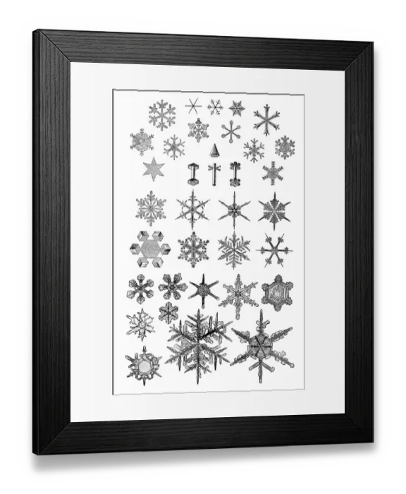 Framed Print : Snow crystals, historical illustration Framed Print : Snow crystals, historical illustration