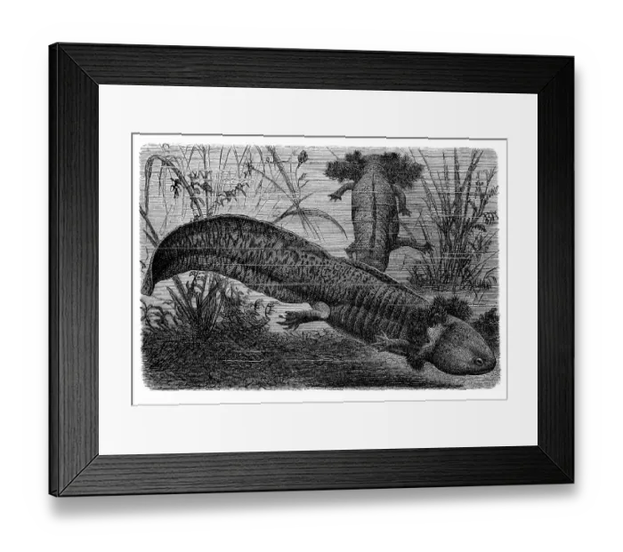 Framed Print : Larvas of the axolotl (Ambystoma mexicanum) Framed Print : Larvas of the axolotl (Ambystoma mexicanum)