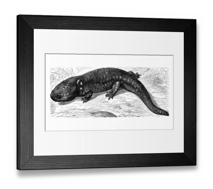 Framed Print : Axolotl (Ambystoma mexicanum), historical illustration Framed Print : Axolotl (Ambystoma mexicanum), historical illustration