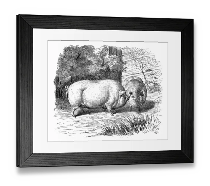 Framed Print : Yorkshire pigs, historical illustration Framed Print : Yorkshire pigs, historical illustration