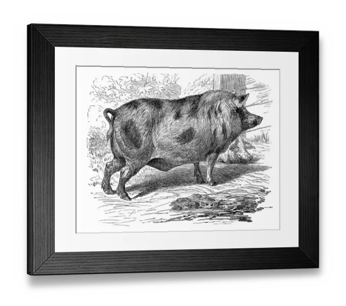 Framed Print : Berkshire pig, historical illustration