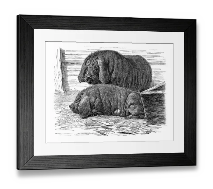 Framed Print : Japanese mask pigs, historical illustration Framed Print : Japanese mask pigs, historical illustration