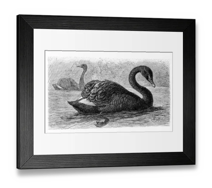 Framed Print : Black swan (Cygnus atratus), historical illustration