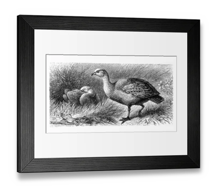 Framed Print : Cape barren, Cereopsis goose (Cereopsis novae hollandiae)