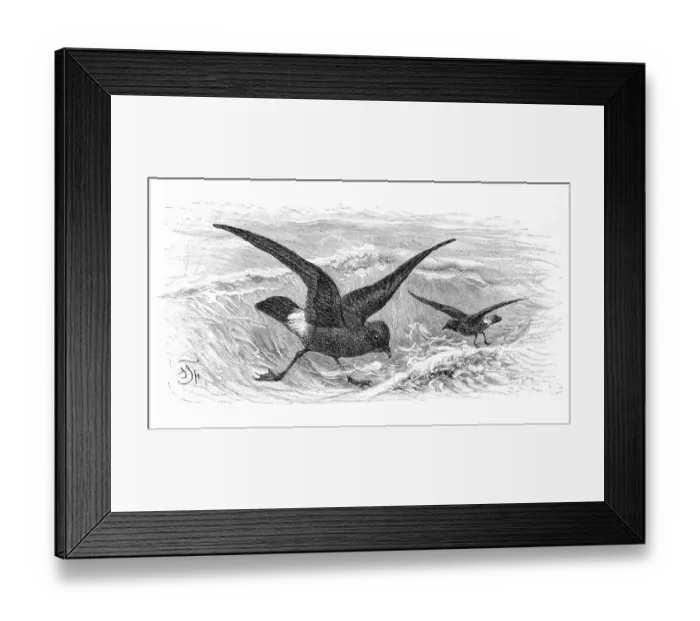 Framed Print : Stormy petrels (Procellaria pelagica)