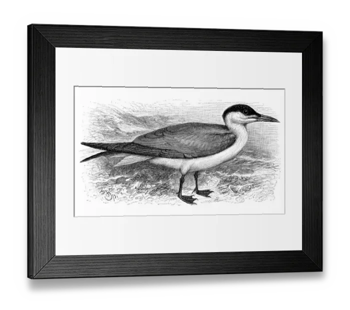 Framed Print : Caspian tern (Sterna caspia), historical illustration