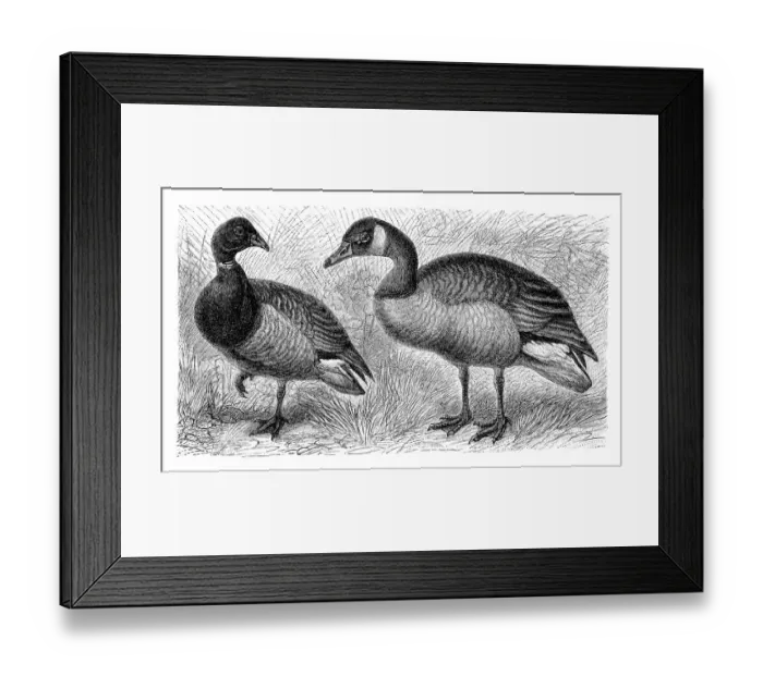 Framed Print : Brent goose (Branta bernicla) on the left Framed Print : Brent goose (Branta bernicla) on the left