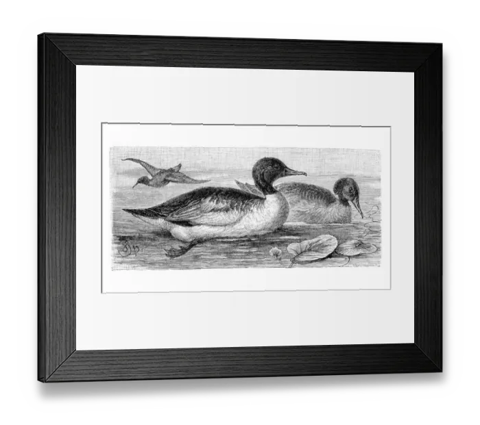 Framed Print : Common mergansers (Mergus merganser) Framed Print : Common mergansers (Mergus merganser)