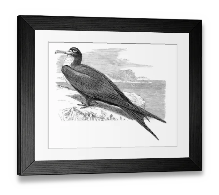 Framed Print : Frigate pelican (Tachypetes Aquilus) Framed Print : Frigate pelican (Tachypetes Aquilus)
