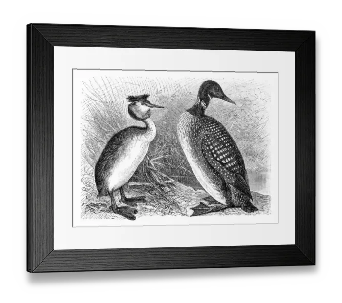 Framed Print : Great crested grebe (Colymbus cristatus) on the left Framed Print : Great crested grebe (Colymbus cristatus) on the left