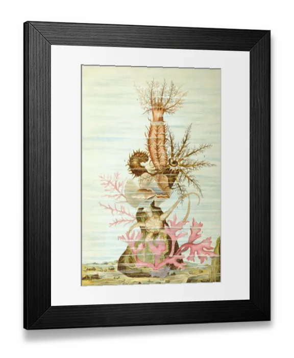 Framed Print : Oloturia (Cucumaria planci), historical illustration Framed Print : Oloturia (Cucumaria planci), historical illustration