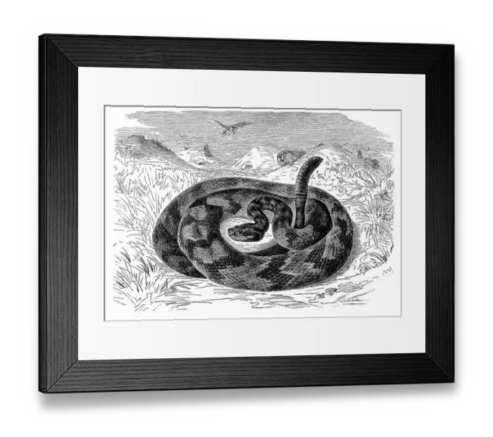 Framed Print : South American rattlesnake (Crotalus durissus)