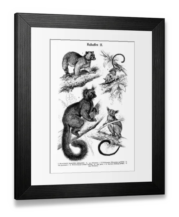 Framed Print : Wallchart with prosimians, illustration from Meyers Konversationslexikon