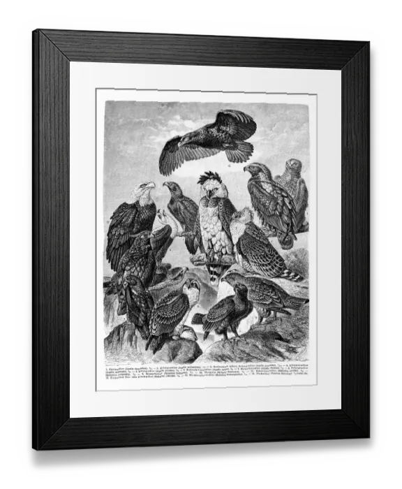 Framed Print : Wall chart, Eagles, an illustration from Meyers Konversations-Lexikon Framed Print : Wall chart, Eagles, an illustration from Meyers Konversations-Lexikon