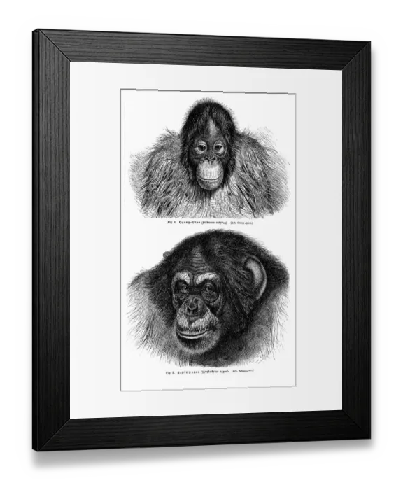 Framed Print : Wall chart, Monkeys I, an illustration from Meyers Konversations-Lexikon