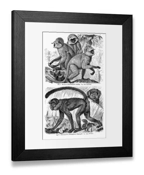 Framed Print : Wall chart, Monkeys III, an illustration from Meyers Konversations-Lexikon