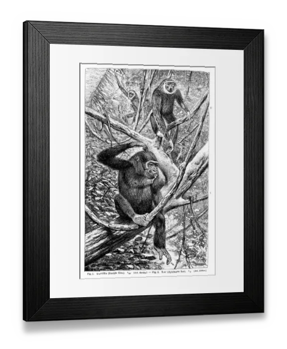 Framed Print : Wall chart, Monkeys II, an illustration from Meyers Konversations-Lexikon Framed Print : Wall chart, Monkeys II, an illustration from Meyers Konversations-Lexikon