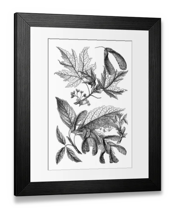 Framed Print : Wall chart, Maple II, an illustration from Meyers Konversations-Lexikon