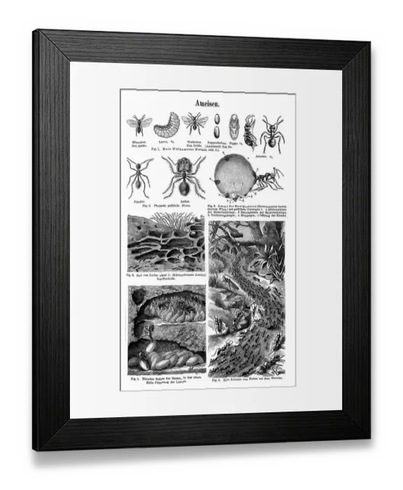 Framed Print : Wall chart, Ants, an illustration from Meyers Konversations-Lexikon Framed Print : Wall chart, Ants, an illustration from Meyers Konversations-Lexikon