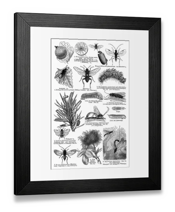 Framed Print : Display chart, Hymenoptera I, illustration