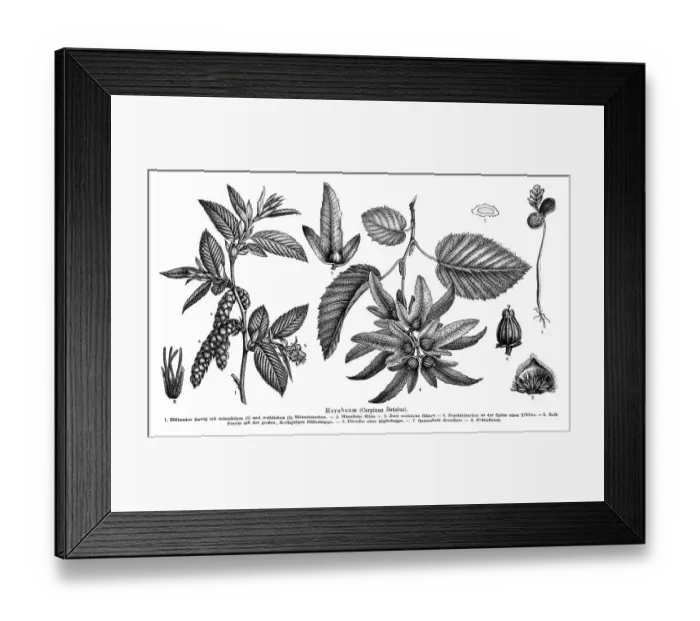 Framed Print : Wallchart of a Hornbeam, illustration Framed Print : Wallchart of a Hornbeam, illustration