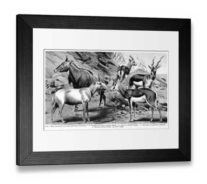 Framed Print : Display chart, Antelopes I, illustration Framed Print : Display chart, Antelopes I, illustration