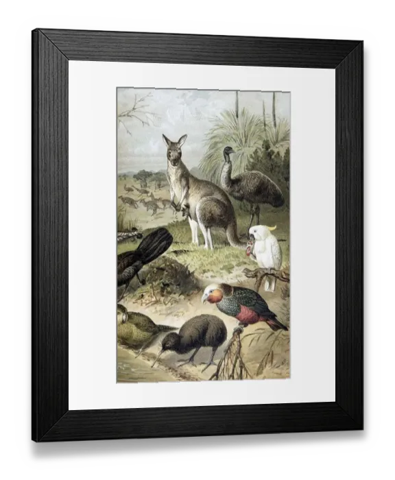 Framed Print : Panel on Australian fauna, from Meyers Konversationslexikon encyclopedia