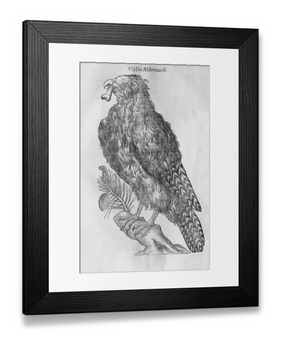 Framed Print : Eagle (Ostrifraga) with bone in beak