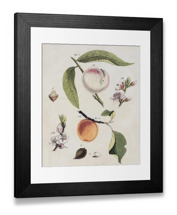 Framed Print : Peach (Prunus persica) and Apricot (Prunus armeniaca) Framed Print : Peach (Prunus persica) and Apricot (Prunus armeniaca)