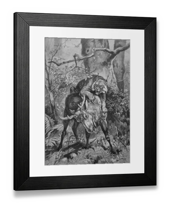 Framed Print : Lynx attacking a young moose, historical illustration circa 1893