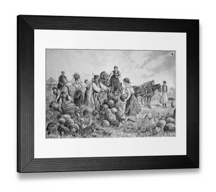 Framed Print : Pumpkin harvest in Hungary, historical illustration circa 1893 Framed Print : Pumpkin harvest in Hungary, historical illustration circa 1893