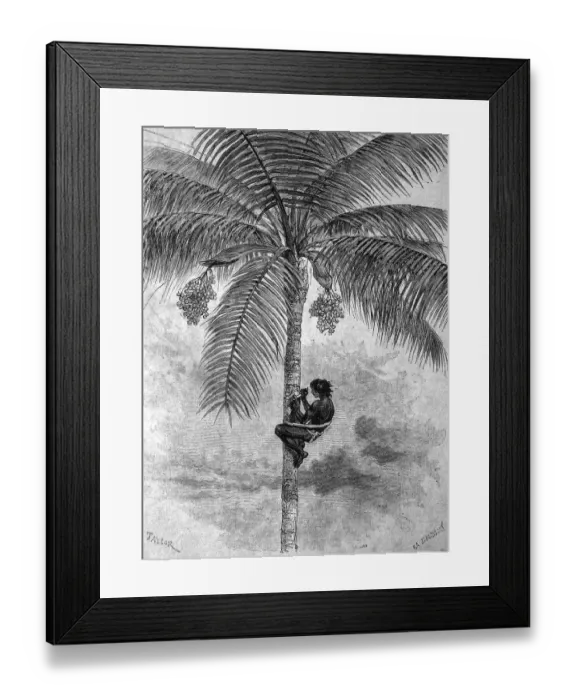 Framed Print : Harvesting wax from a Carnauba Palm (Copernicia prunifera)