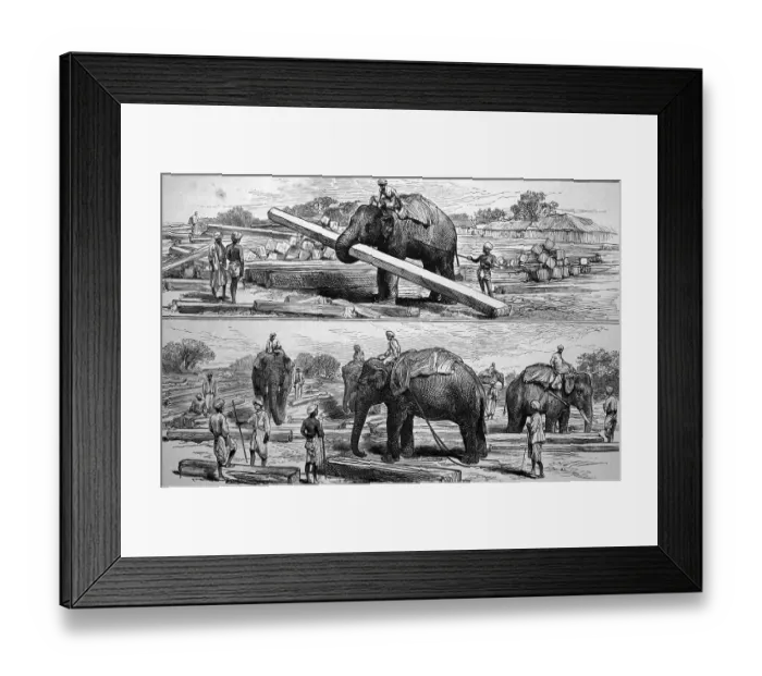 Framed Print : Working elephants in Burma, historical illustration