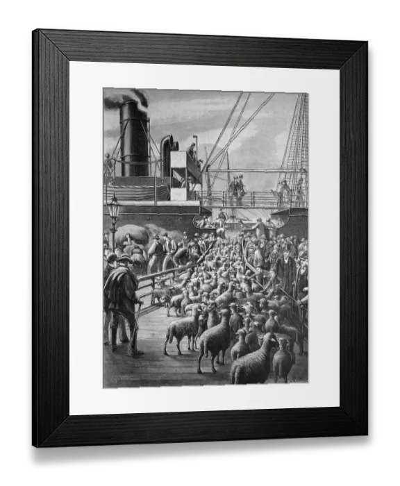Framed Print : Loading of sheep in the Port of Hamburg Framed Print : Loading of sheep in the Port of Hamburg