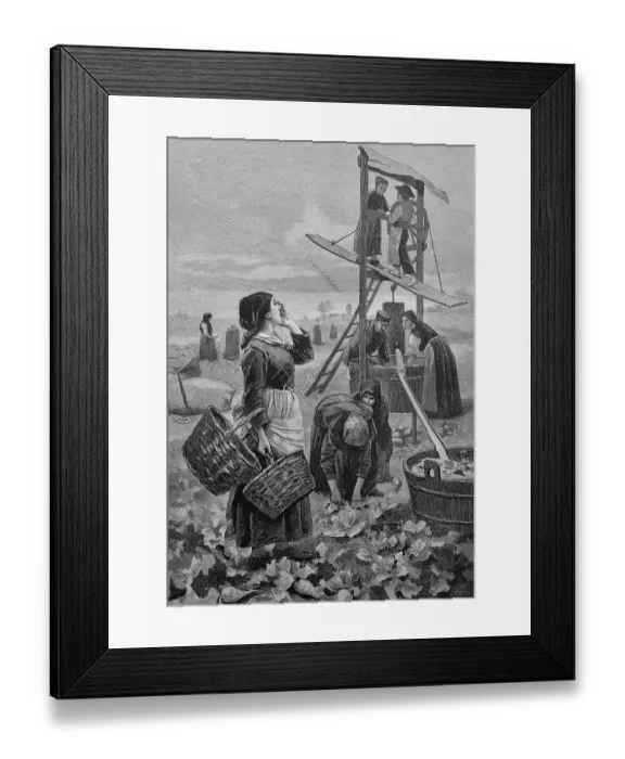 Framed Print : Radish harvest in Regensburg, Bavaria