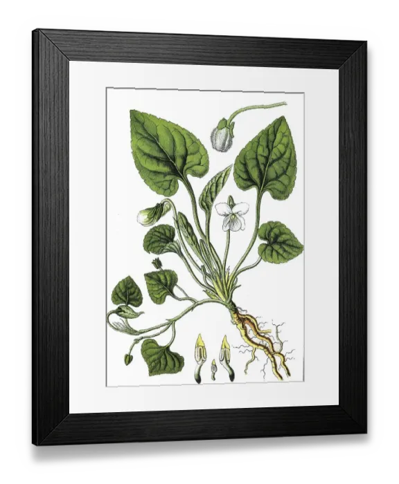 Framed Print : White violet (Viola alba), medicinal and useful plants Framed Print : White violet (Viola alba), medicinal and useful plants